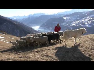 Schutzhunde - Bellende Schafe