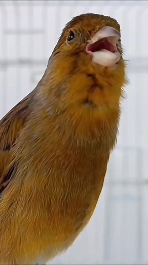 Exploring the Canary Islands: Birds of Tenerife