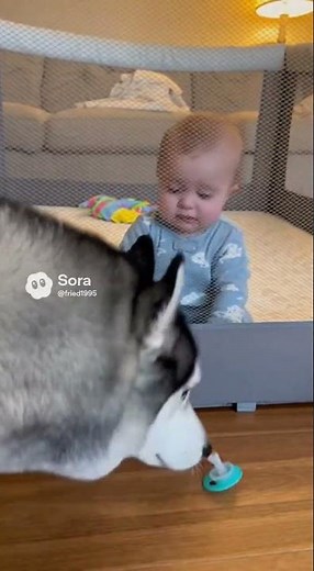 Giant Husky "Rescues" Baby's Pacifier (Smartest Dog!)
