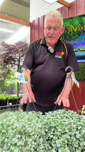 Discover the Beauty of Dichondra Silver Falls Plant