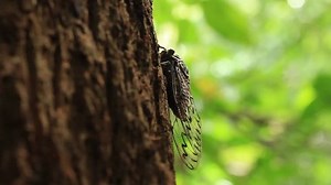 Cicadas Calling Singing On Treethe Male Stock Footage Video (100% Royalty-free) 6062348 | Shutterstock