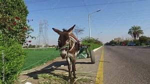 Donkey cart alongside road in Valley of Kings, Luxor, Egypt