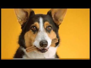 Doggy Dentures - PEDIGREE® DENTASTIX® Commercial