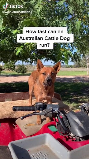 Winnie & April on TikTok