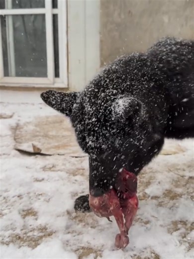 Wolf asmr Eating food video #eatingfood #warewolf #food #wolf #asmr