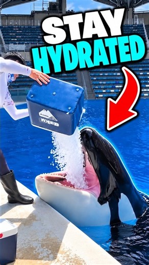 Why Captive Orcas Eat Ice 🧊