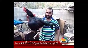 7.7K views · 246 reactions | My Friend in Karachi part 2 Adeel panjwani 03133311872 | Aseel Breed for Sale in Pakistan | Facebook