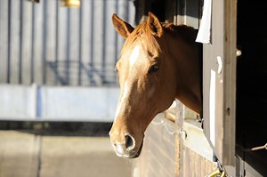 4 respiratory noises in horses that could be cause for concern