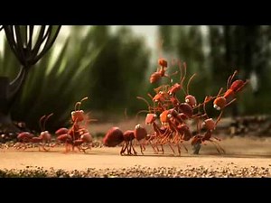 Ameisen gegen Ameisenbär / Ants vs. Anteater