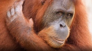 Orangutan is pregnant with twins at New Orleans zoo