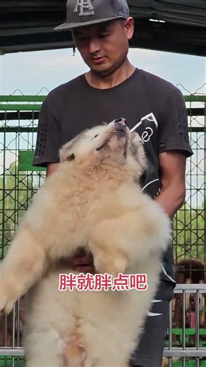 Adorable Young Alaskan Malamute Proves Size Isn't Everything