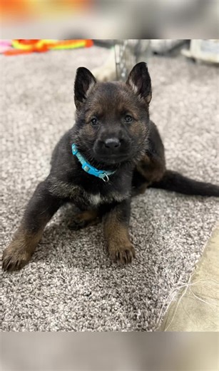 I am #johnwick #germanshepherd #puppy #gsd #babyshark
