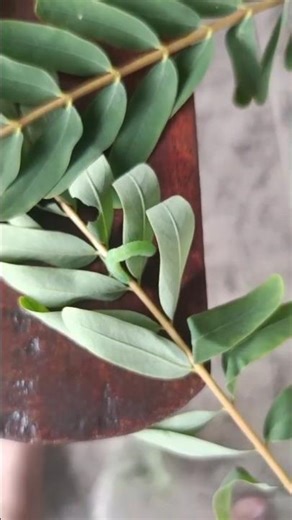 Heli's experiments -Life cycle of a butterfly