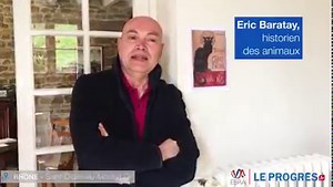 Journée internationale du chat noir | Dans l'inconscient collectif, le chat noir véhicule de nombreuses superstitions et autant de peurs. Revenons que l'histoire de cette malédiction 🐈‍⬛😿 | Le Progrès