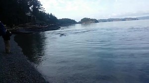 876K views · 6.5K reactions | Forget SeaWorld! Orcas give the best show in their natural habitat. Found via Chris Wilton's Youtube channel. | Last Chance for Animals (LCA) | Facebook