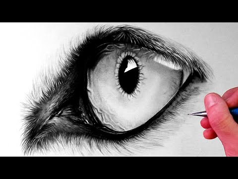 How to Draw a Wolf Eye