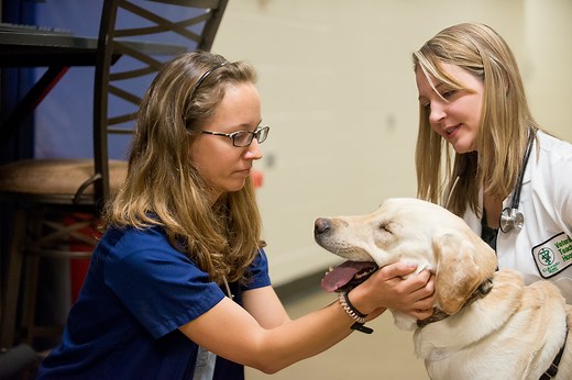 So you want to be a vet? - Doctor of Veterinary Medicine - D.V.M. Program