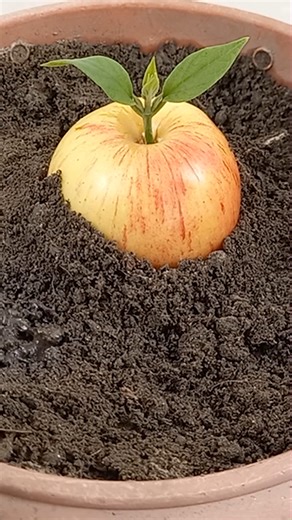 2.3M views · 10K reactions | Unique Technique To Grow Apple Trees From Apple Fruits | Ashik Muztaba | Facebook