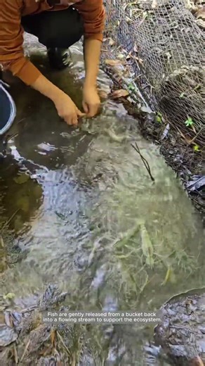 Releasing Fish Back Into the Stream
