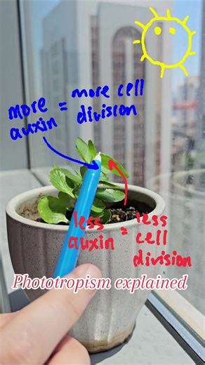 Exploring Phototropism: How Plants Grow Towards the Sun