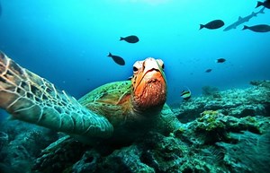 Lesson plan: How inventions are saving sea turtles