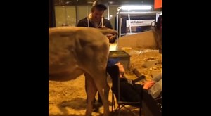Nasty AF: Prankster Gets A Cow To Sh*t On His Sleeping Friend's Head!