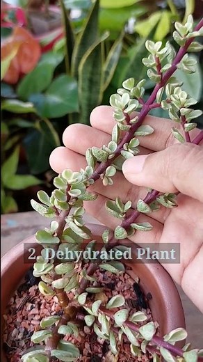 TIPS for Jade Plant Care