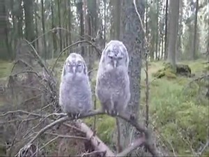 84 reactions · 177 shares | Amazing owl | Amazing pictures | Facebook