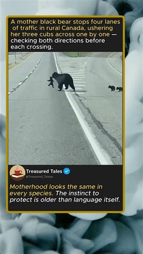 Mother Bear Crosses Highway With Cubs