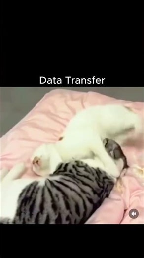 Cat problems #cat #viral #funny #memes