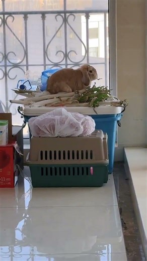 Caught on Camera! Witness the Shocking Crime Scene! CriminalsCaught