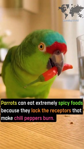 Parrots | Amazing World