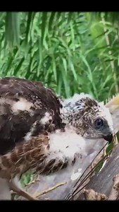Severe Storms Attack Baby Hawk When Mother Away | Baby Bird Bites