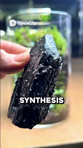 Self Sustaining Ecosystem Jar Build Forever Nature!