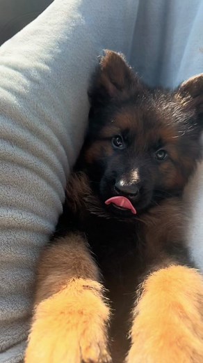 Almost 4 months old! #germanshepherd #longhairgermanshepherd