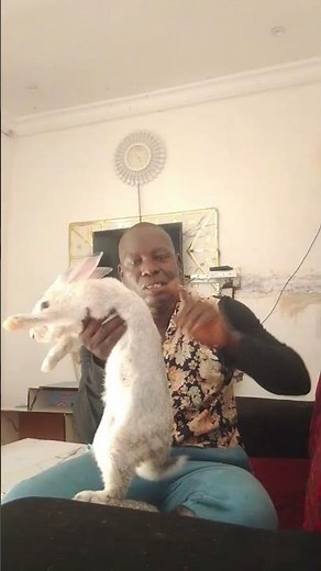 Best rabbit breed for meat production.