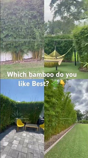 Florida’s Best Fast-Growing Non-Invasive Clumping Bamboo | Natural Living Privacy Fences & Screening