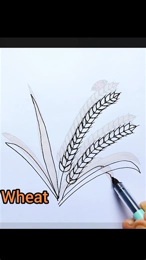 Wheat drawing easy tips #shorts #wheat #satisfying #drawing #painting #raifaartandcraft You wont believe how easy wheat drawing is. From this video you will learn how to draw beautiful wheat drawing easily.