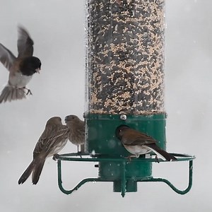 With less competition from squirrels, birds won’t be able to resist stopping by the Yankee Flipper for a visit! Shop now: https://bit.ly/3IE7vrH | Droll Yankees