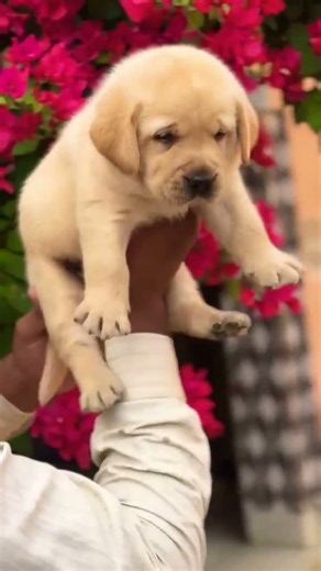 Labrador Retriever 🐶❤️ Smart, Friendly & Full of Love! Discover These Adorable Puppies! #Labrador