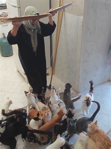 Support Cats and Dogs: Food & Medicine