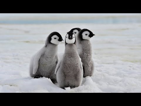 Cute Penguins Video Compilation | Penguins Waddling, Swimming, Being Cute | Funny Cute Penguins