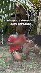 114K views · 6.3K reactions | This viral video of a monkey directing traffic is more than meets the eye. | PETA (People for the Ethical Treatment of Animals) | Facebook