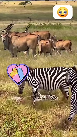 95K views · 153 reactions | Zebra 煉煉 take a revenge on Leopard  | Nature and Man | Facebook