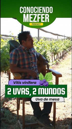 Vitis vinifera vs uva de mesa 🍇✨