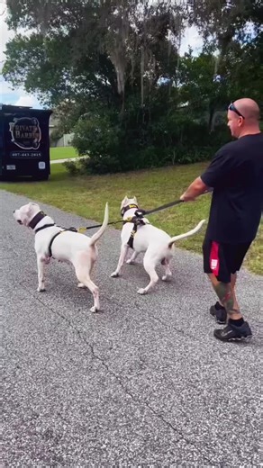 Luxury Dog Collars and Harnesses for Your Pet