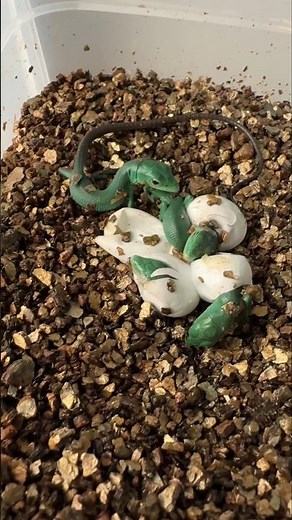 Emerald Miracle! Watch a Baby Lizard Break Free From Its Egg🥚👀
