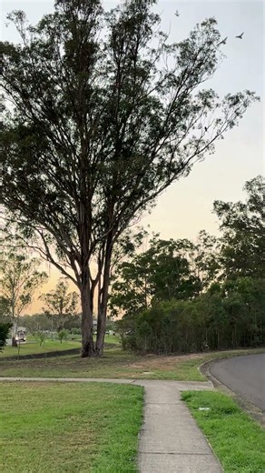 Morning Birds in Australia |🐦🌿 When the Day Begins