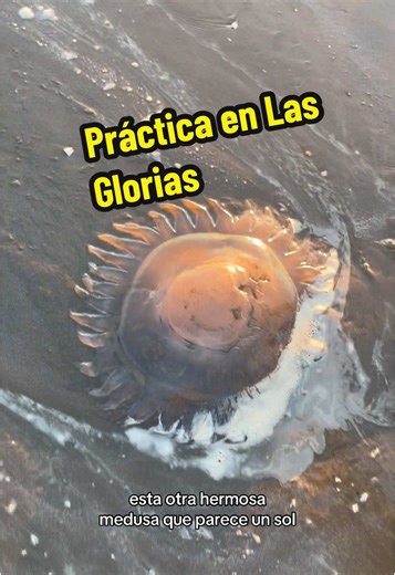 Práctica de Campo en Las Glorias: Humor y Biología