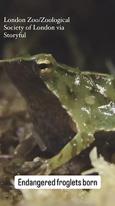 21K views · 247 reactions | London Zoo announced on Monday that over 30 endangered froglets had been “born” at the zoo after an expedition to save their species from extinction. | ABC 7 Chicago | Facebook